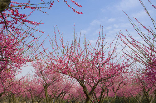 梅花与桃花之间有