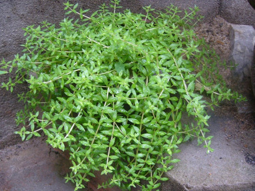 垂盆草