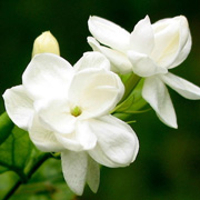 茉莉花
