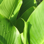 芭蕉叶