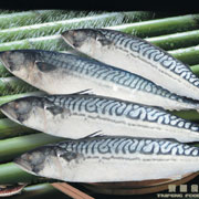 鲐鱼