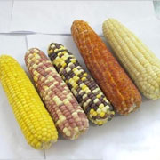 黏玉米