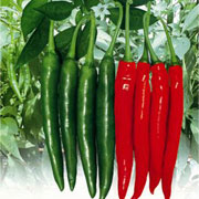 美人椒